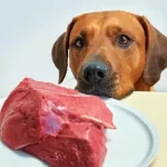 Getting Started with Raw Feeding for Dogs: Return to Nature, Raise a Healthy Pup